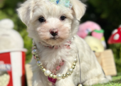 Maltese Terrier Kar Beyaz Pamuk Yavrularımız